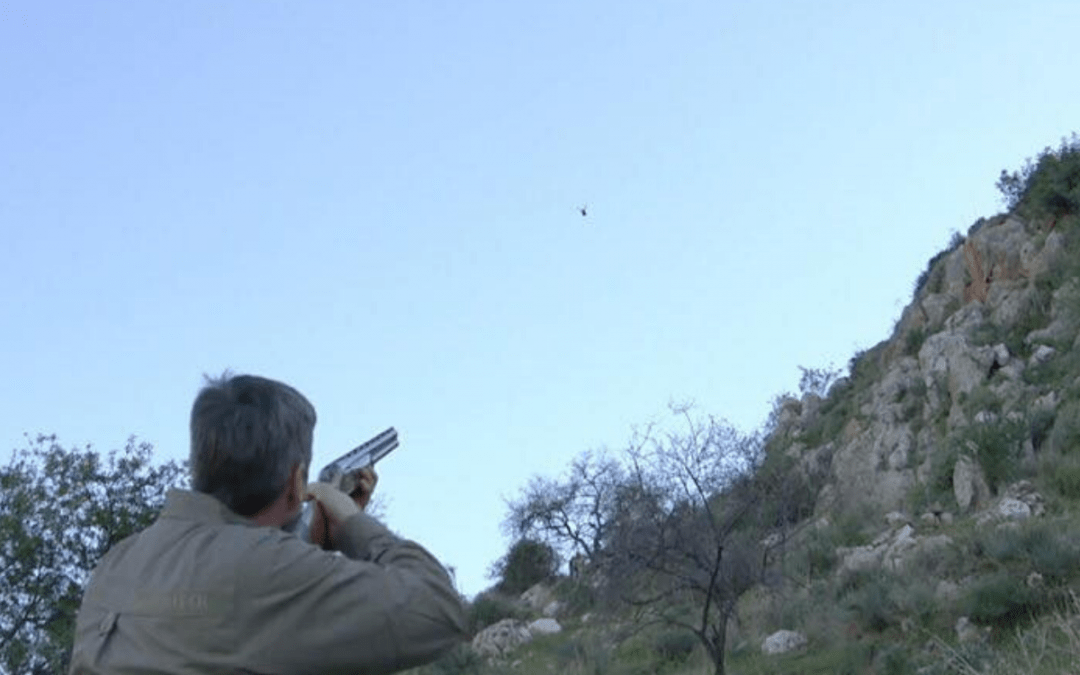 Driven Barbary Partridge – Morocco – 2 Days – 300 Birds Per Day – £4250