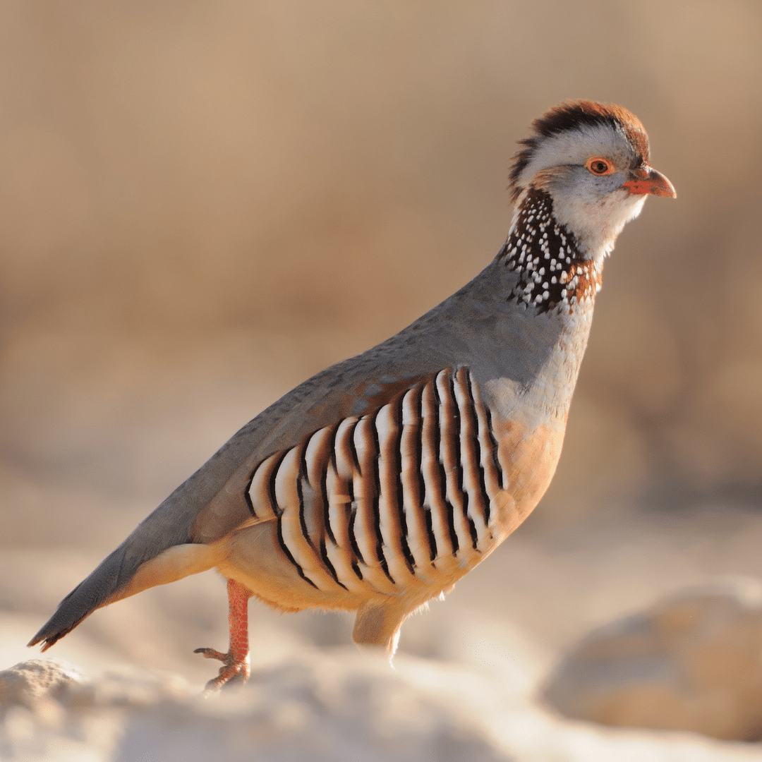 Barbary Partridge In Morocco