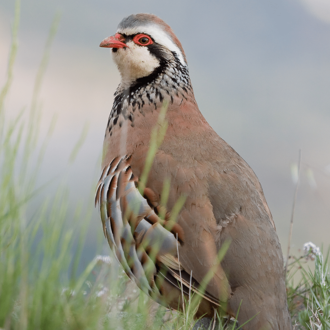 Red legged partridge in England