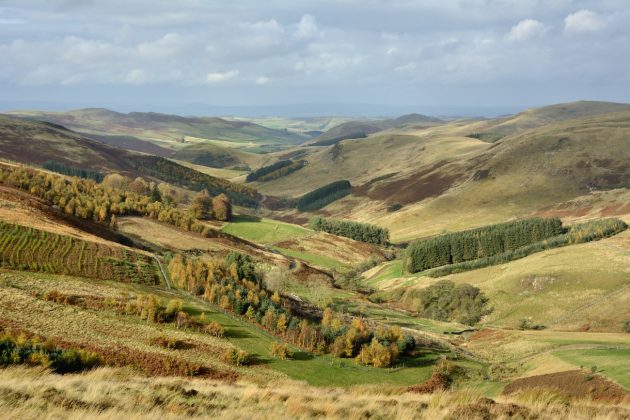 Calroust – Pheasant Shooting In The Scottish Borders